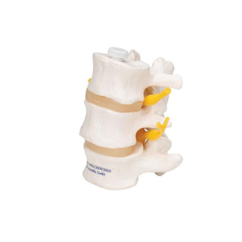 Lumbalcolumna m/3 virvler