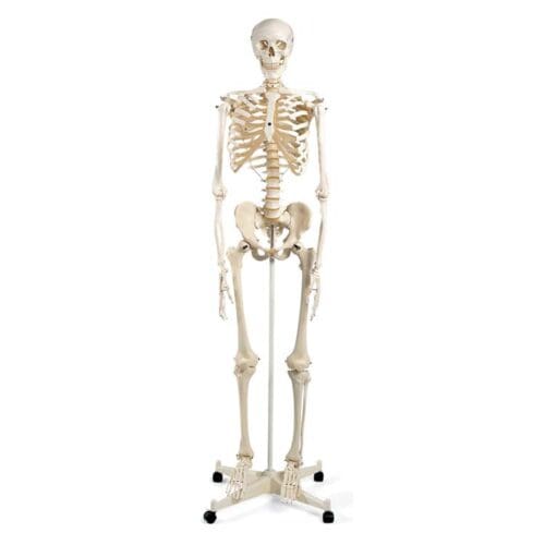 Skjelett på stativ 170 cm Skjelett på stativ 170 cm