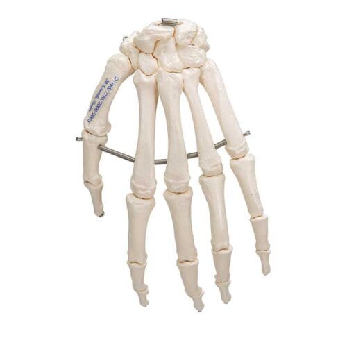 Håndskjelett Skeleton of the hand