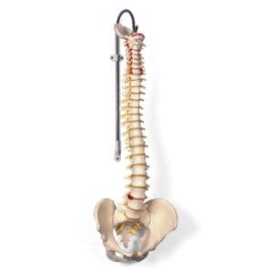Columna med bekken og occipital plate