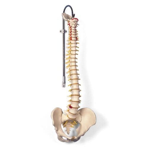 Columna med bekken og occipital plate
