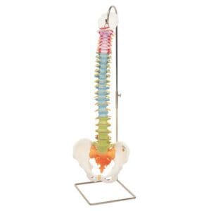 Columna Didactic, fleksibel med farger