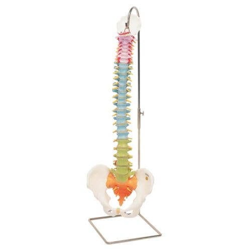 Columna Didactic, fleksibel med farger Columna Didactic, fleksibel med farger