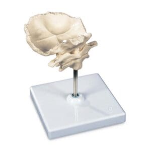 Atlas og Axis med occipital plate, montert med stativ