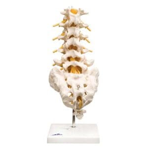 Lumbalcolumna