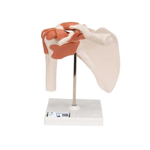 Functional shoulder joint