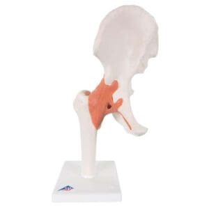 Hofteledd m/ligamenter