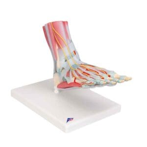 Fotskjelettmodell med Ligamenter & Muskler