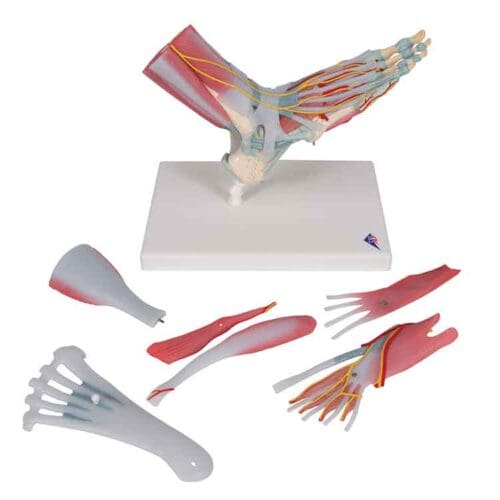 Foot Skeleton Model with Ligaments &amp; Muscles