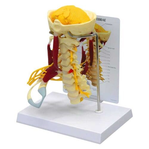 Deluxe Muscled Cervical Spine