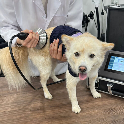 Qwave Piezon Vet  Pressure Wave